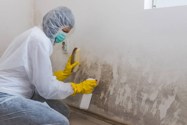 Professional Mold Removal in Amity Gardens, PA