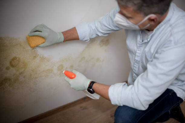 Office Mold Removal Services in Amity Gardens, PA