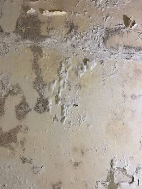 Crawl Space Mold Removal in Amity Gardens, PA